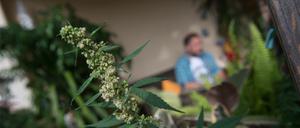 In Deutschland soll noch in diesem Jahr der private Konsum und Anbau von Cannabis erlaubt werden.