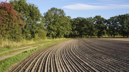 Kampf um Grund und Boden: Die Preise für Ackerland steigen, sowohl für den Kauf als auch für die Pacht. Viele Landwirte können sich neue Flächen nicht mehr leisten.
