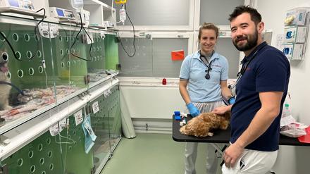 Platz für 16 Hunde: Auf der Intensivstation für Hunde wird ein Patient versorgt.