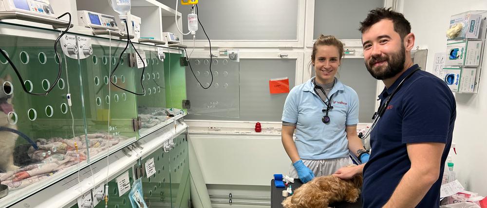 Platz für 16 Hunde: Auf der Intensivstation für Hunde wird ein Patient versorgt.