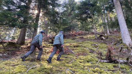 Polizeibeamte gehen durch den Wald vor einem mit Flatterband abgesperrten Bereich in dem ein Jogger möglicherweise von einem Bären angegriffen und getötet worden ist.
