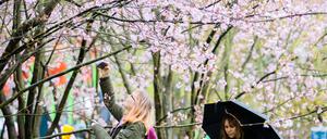 Zwei Besucherinnen stehen beim Kirschblütenfest in den Gärten der Welt in Berlin-Marzahn zwischen blühenden Kirschbäumen.
