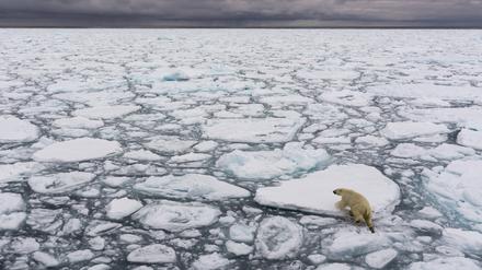 Ein Eisbär läuft über eine driftende Packeisscholle.