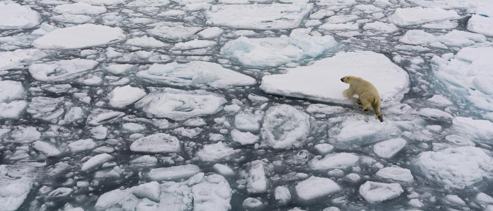 Ein Eisbär läuft über eine driftende Packeisscholle.