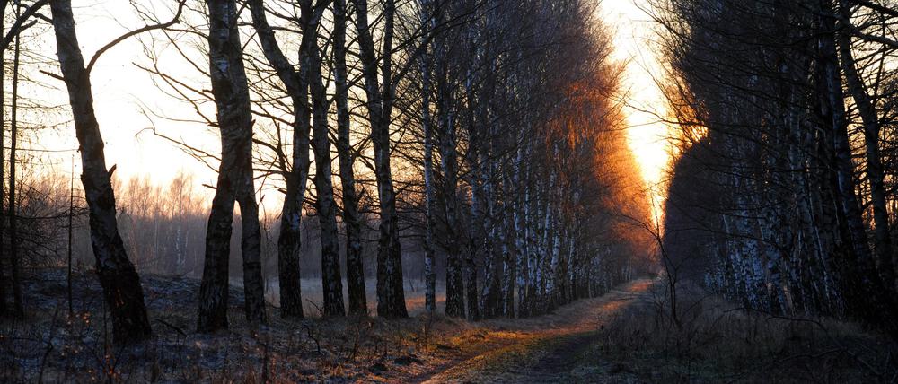Das rötliche Licht der untergehenden Sonne erzeugt in einer Birkenallee bei Rheinsberg in Brandenburg eine effektvolle Stimmung.