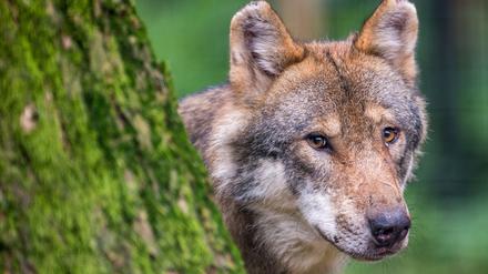 Ein Wolf schaut in einem Wildpark.