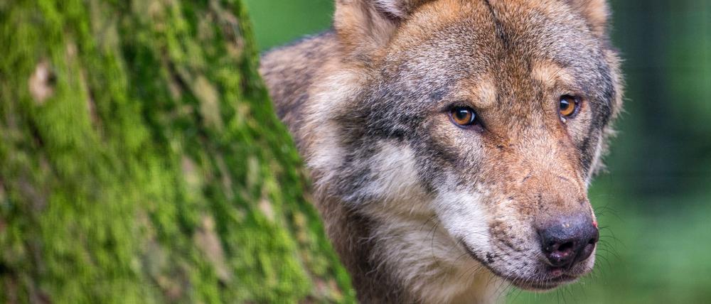 Ein Wolf schaut in einem Wildpark hinter einem Baum hervor.
