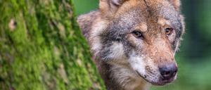 Ein Wolf schaut in einem Wildpark.