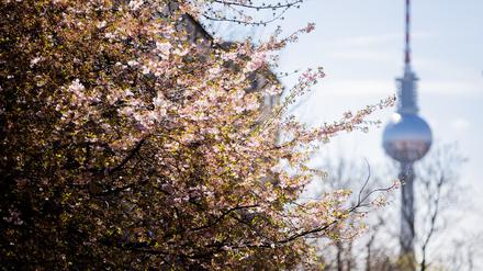 Ein Kirschbaum blüht in der Rykestraße im Berliner Ortsteil Prenzlauer Berg vor dem Berliner Fernsehturm.