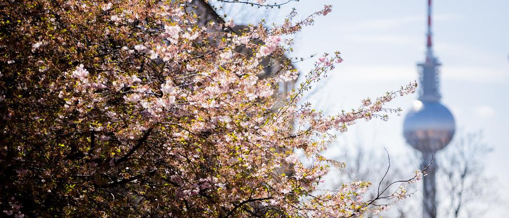 Ein Kirschbaum blüht in der Rykestraße im Berliner Ortsteil Prenzlauer Berg vor dem Berliner Fernsehturm.