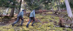 Polizeibeamte gehen durch ein mit einem mit Flatterband abgesperrtes Waldstück, in dem ein Jogger von einer Bärin attackiert und getötet wurde. 