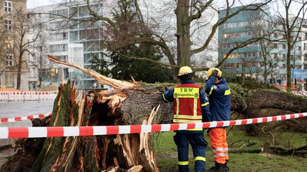 Das Technische Hilfswerk THW bei Aufräumarbeiten eines umgestürzten Baumes.