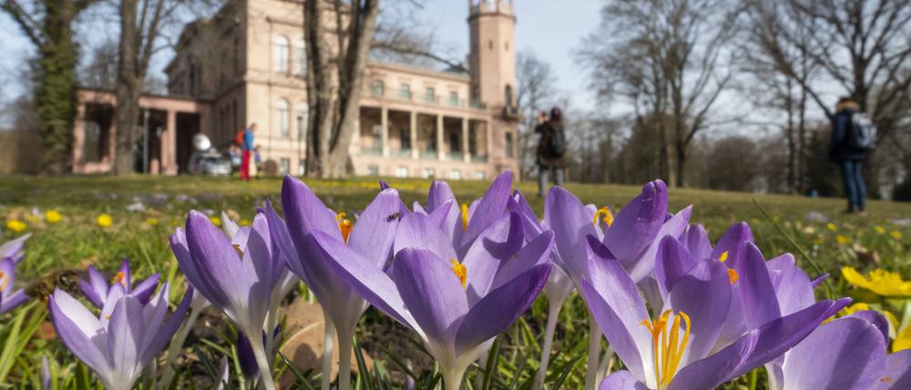 Im Garten von Schloss Biesdorf findet das Blütenfest wieder statt.