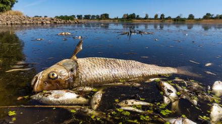 Nach Angaben der Gebietsverwaltung wurden im Gleiwitzer Kanal sowie in dem davon abzweigenden Kedzierzyn-Kanal insgesamt 450 Kilogramm verendeter Fische geborgen (Symbolbild).