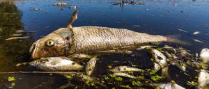 Apokalyptische Anmutung. Ein verendeter Döbel und andere tote Fische in der Oder bei Brieskow-Finkenheerd 2022.