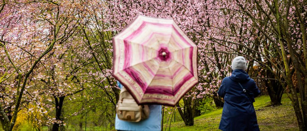 Beim Kirschblütenfest in den Gärten der Welt in Berlin-Marzahn war der Regenschirm Pflicht.