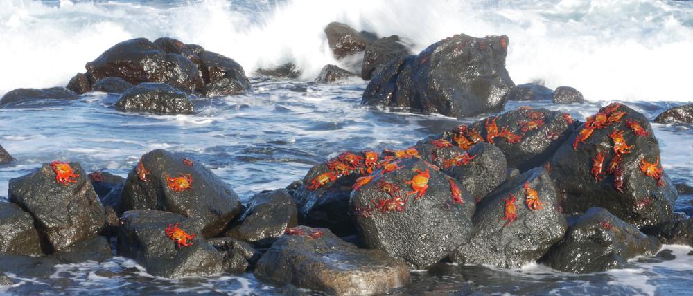 Trotzen jeder Welle: Klippenkrabben auf den Galapagos.