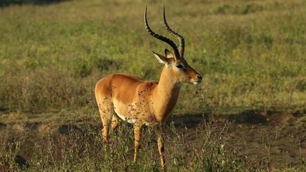 Antilopen waren bei unseren frühen Vorjahren als Beute gefragt. Um sie zu jagen, mussten sie lange Strecken laufend zurücklegen.