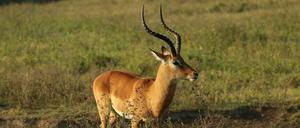 Antilopen waren bei unseren frühen Vorjahren als Beute gefragt. Um sie zu jagen, mussten sie lange Strecken laufend zurücklegen.