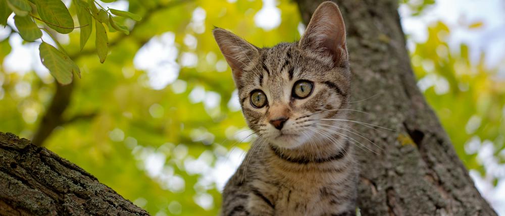 Die Wildkatzen in Neuseeland sind oft kaum von Hauskatzen zu unterscheiden.
