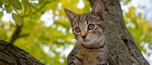Die Wildkatzen in Neuseeland sind oft kaum von Hauskatzen zu unterscheiden.