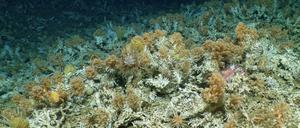 Auf diesem von der Woods Hole Oceanographic Institution zur Verfügung gestellten Bild ist ein neu entdecktes, weitgehend unberührtes Korallenriff zu sehen.