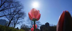 Die Sonne strahlt hinter einer Tulpe am Himmel über dem Sievekingplatz.