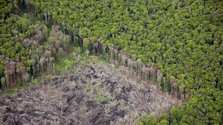 Gefährdeter Regenwald in Sumatra.
