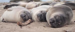 Am Strand schlafen Seeelefanten etwa zehn Stunden täglich, auf See sind es nur noch zwei.