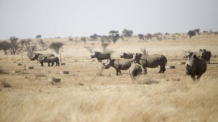 In Südafrika befindet sich die größte Rhinozerosfarm der Welt. Jetzt soll sie versteigert werden.