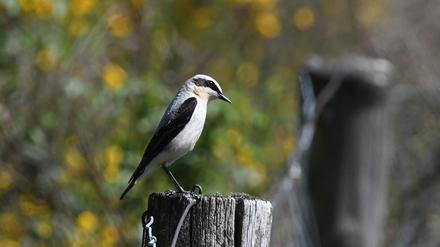 Ein Steinschmätzer-Männchen sitzt auf einem Zaunpfahl in der Döberitzer Heide.