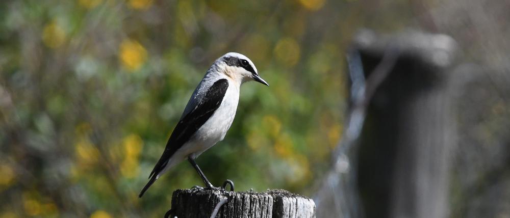 Ein Steinschmätzer-Männchen sitzt auf einem Zaunpfahl in der Döberitzer Heide.