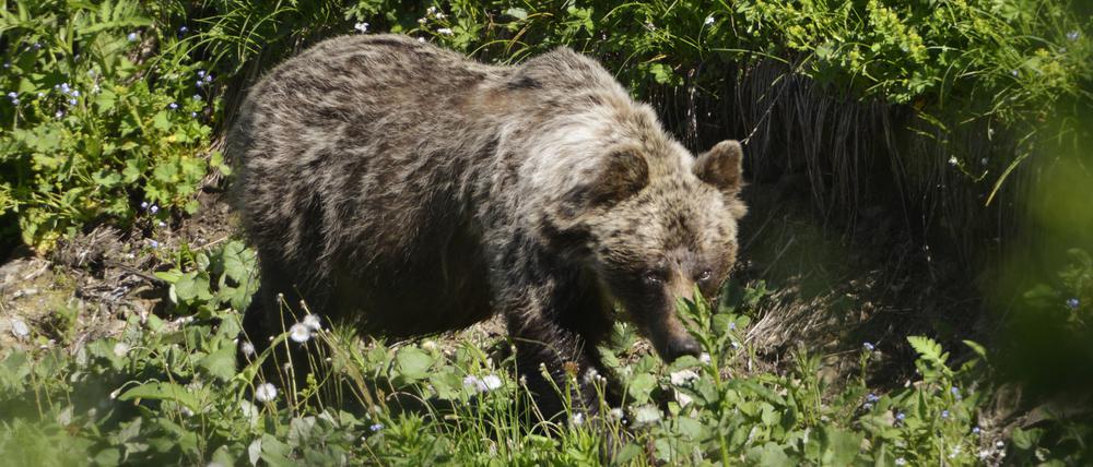 Ein Braunbär ist im Tal Zadné Me·odoly in der Slowakei unterwegs (Symbolbild).