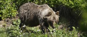 Ein Braunbär in der Slowakei (Symbolbild).  