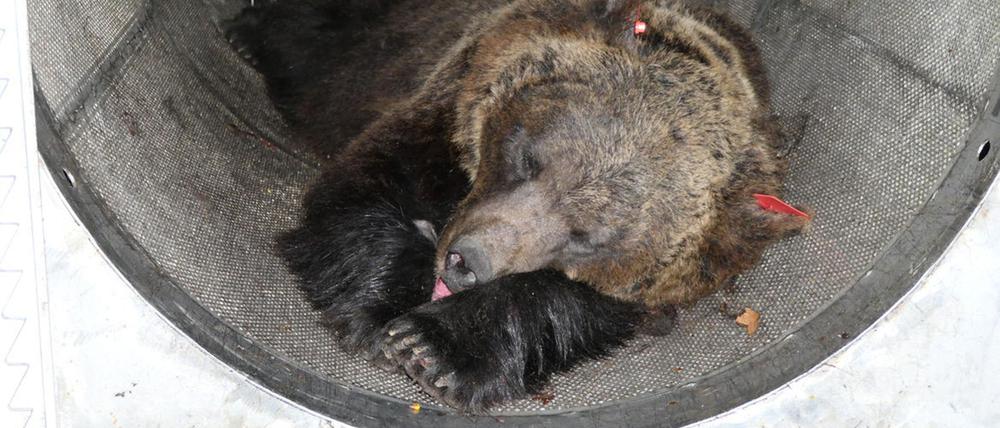Nach dem Fang von „Problembärin“ JJ4 in Norditalien haben vor dem Wildgehege Hunderte Menschen für die Freilassung des Bärenweibchens demonstriert.