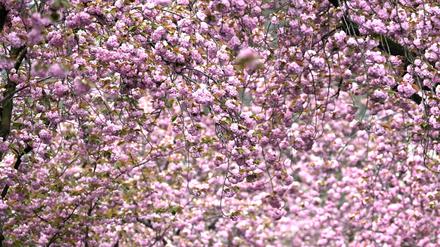 17.04.2023, Nordrhein-Westfalen, Bonn: Kirschblüten blühen in der Heerstraße. In den nächsten Tagen soll nach den Angaben des Deutschen Wetterdienstes (DWD) bedeckt bleiben, mit Regen in einigen Gebieten. Die Temperaturen schwanken zwischen 12 und 14 Grad. Der Trend aus leichtem Regen und Wolken setzt fort. Foto: Federico Gambarini/dpa +++ dpa-Bildfunk +++