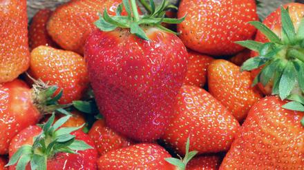 26.05.2021, Brandenburg, Dallgow-Döberitz: Ein Korb frisch gepflückte Erdbeeren der Sorte ·Clery· steht auf dem Hof Falkensee im Folienzelt. Auf dem Hof von Familie Kruse werden neben Erdbeeren auch Himbeeren, Heidelbeeren, Spargel, Mais, Tomaten und Kohlgemüse angebaut und etwa 3000 Hühner im Freiland gehalten. Foto: Soeren Stache/dpa-Zentralbild/dpa +++ dpa-Bildfunk +++