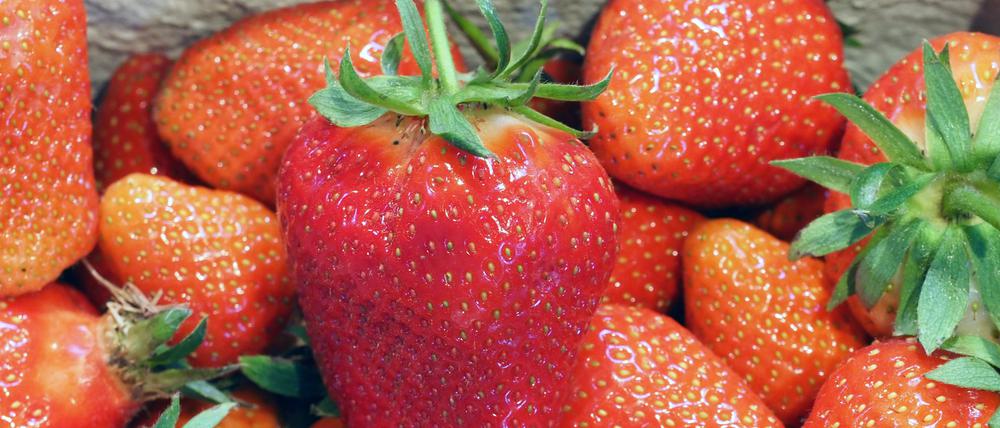 26.05.2021, Brandenburg, Dallgow-Döberitz: Ein Korb frisch gepflückte Erdbeeren der Sorte ·Clery· steht auf dem Hof Falkensee im Folienzelt. Auf dem Hof von Familie Kruse werden neben Erdbeeren auch Himbeeren, Heidelbeeren, Spargel, Mais, Tomaten und Kohlgemüse angebaut und etwa 3000 Hühner im Freiland gehalten. Foto: Soeren Stache/dpa-Zentralbild/dpa +++ dpa-Bildfunk +++