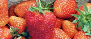 26.05.2021, Brandenburg, Dallgow-Döberitz: Ein Korb frisch gepflückte Erdbeeren der Sorte ·Clery· steht auf dem Hof Falkensee im Folienzelt. Auf dem Hof von Familie Kruse werden neben Erdbeeren auch Himbeeren, Heidelbeeren, Spargel, Mais, Tomaten und Kohlgemüse angebaut und etwa 3000 Hühner im Freiland gehalten. Foto: Soeren Stache/dpa-Zentralbild/dpa +++ dpa-Bildfunk +++