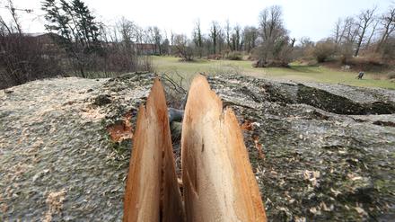 Auch in den Parks der Schlösserstiftung werden mehr Bäume gefällt, als nachgepflanzt.