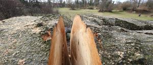Auch in den Parks der Schlösserstiftung werden mehr Bäume gefällt, als nachgepflanzt.