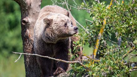 Ein Braunbär klettert im Gehege im Wildpark Poing auf einem Baum.