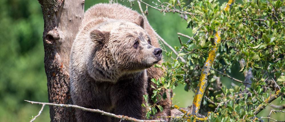 Ein Braunbär klettert im Gehege im Wildpark Poing auf einem Baum.