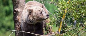 Ein Braunbär klettert im Gehege im Wildpark Poing auf einen Baum.
