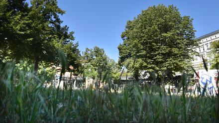 Eine Grünfläche zwischen Oberbaumstraße und Falckensteinstraße - Ecke Schlesische Straße in Berlin-Kreuzberg, aufgenommen am 1. August 2020.

Foto: Kitty Kleist-Heinrich