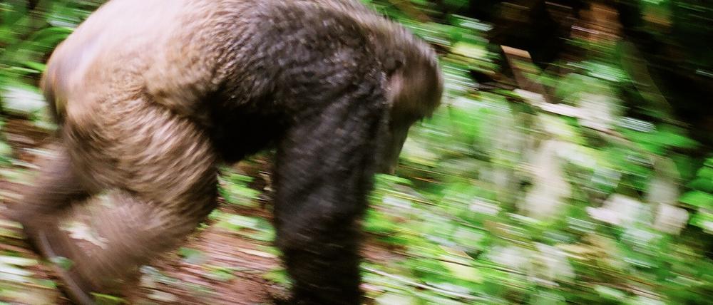 Imponierend: Menschenaffe rast durch den Wald.