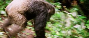 Imponierend: Menschenaffe rast durch den Wald.
