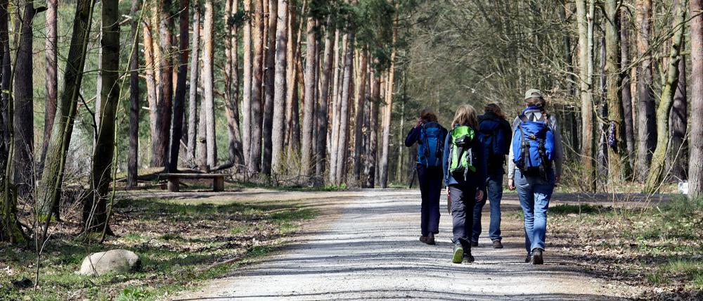 Der Berliner Südwesten mit seinen Waldgebieten und Seen ist bei Spaziergängern beliebt.