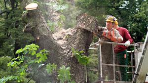 Baumfällung in Berlin.