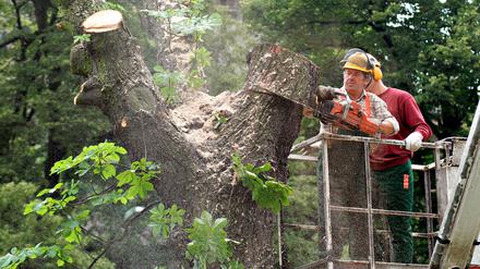 Baumfällung am Berliner Landwehrkanal# Am Reichpietschufer werden stattliche Kastanien gefällt, fotografiert am 5.7.2007. Trotz laufender Verhandlungen mit Bürgerinitiativen, Bezirken und Umweltverbänden ließ das Berliner Wasser- und Schifffahrtsamt (WSA) unter starkem Polizeischutz 22 Bäume fällen, die angeblich die Uferbefestigung des Landwehrkanals zerstören und die Sicherheit der Schifffahrt gefährden. Dem WSA war vorgeworfen worden, die Sperrung willkürlich verfügt zu haben, um Druck aufzubauen - die Ausflugsreedereien waren die Leidtragenden. Foto: Mike Wolff